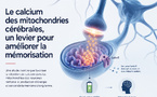 Mémoire : le rôle clé du calcium mitochondrial mis en lumière