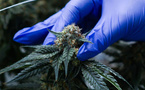 Cannabis médical : le grand virage des pharmacies marocaines en 2026