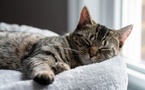 Votre chat n’est pas paresseux : il est en mode “survie secrète” depuis le début