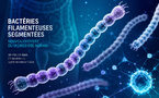 Les bactéries filamenteuses segmentées officiellement intégrées au microbiote humain