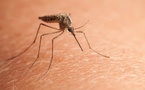 Et si ton propre corps devenait ton meilleur anti-moustiques ?