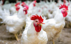 Le poulet bon marché, c'est pour combien de temps ?