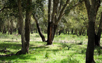 Forêts du Maroc : l’ANEF fait le point sur une stratégie à plus de 580 millions d’euros