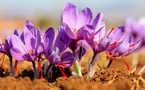 À Adar, un programme de formation pour renforcer la filière du safran et soutenir les agriculteurs