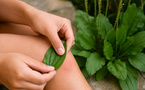 Piqûres de moustiques : cette plante pourrait calmer naturellement les démangeaisons