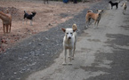 Animaux errants : la nouvelle loi qui change les règles au Maroc