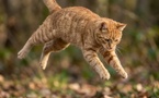 Pourquoi les chats retombent-ils sur leurs pattes ? Le secret de leur tour de magie
