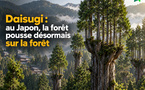 Daisugi : au Japon, la forêt pousse désormais sur la forêt
