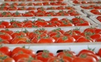 Tomates : le Maroc devance encore l’Espagne sur le marché européen
