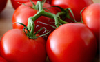 Tomates : le Maroc dépasse le milliard d’euros vers l’UE