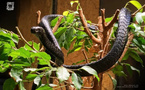 Zoo de Rabat : 72 nouveaux reptiles et amphibiens rejoignent le Vivarium