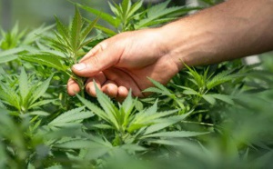 Selon une étude, le Cannabis pourrait protéger contre le Covid-19