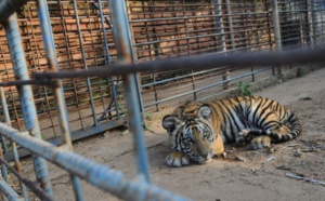 Zoos : Entre éducation et controverses - Un regard approfondi sur leur avenir