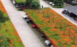 Des jardins sur les toits des parkings publics