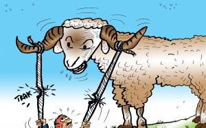 Aïd Al-Adha : La fièvre des prix des moutons !!
