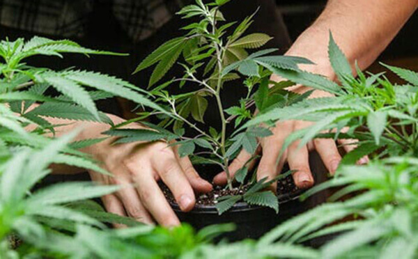 Cannabis : L’or vert du Maroc ?