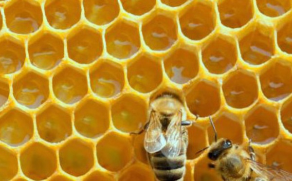 Trois cures pour se préserver cet automne 