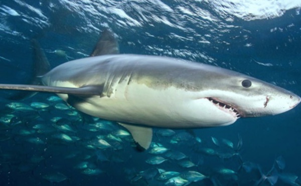 Faut-il avoir peur des requins au Maroc 
