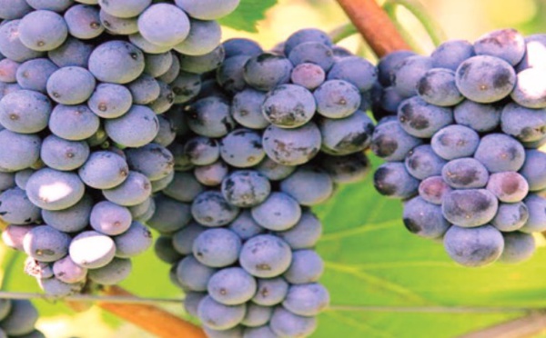 El Jadida : des vertus au raisin des Doukkala ! 