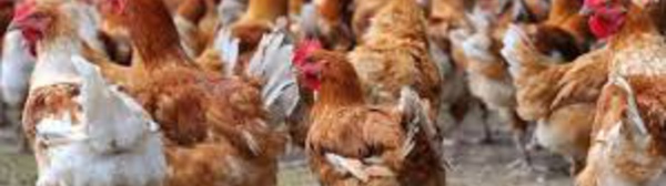 La grippe aviaire s'invite au bal masqué ..