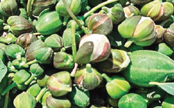 La culture du câpre pour la promotion de l'emploi à Safi