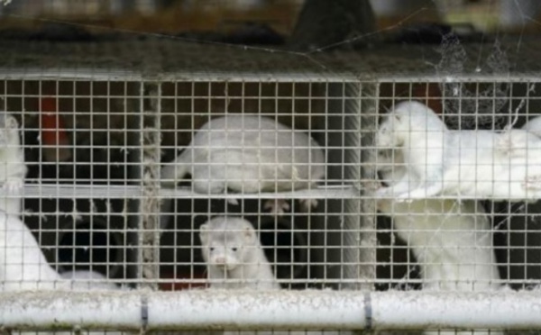 Danemark : Des millions de visons abattus à cause d'une mutation Covid-19