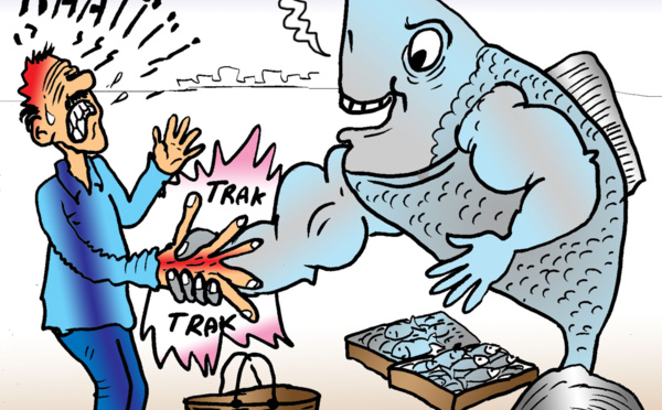 Sardine, Oh ma sardine !