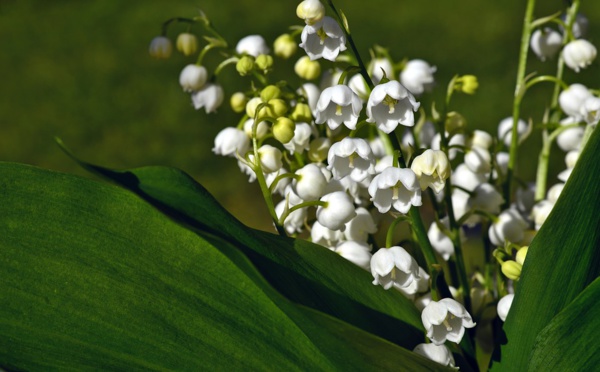 Le muguet est à l'honneur, ce premier mai