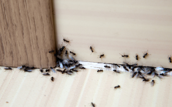 Nos astuces naturelles pour se débarrasser des fourmis