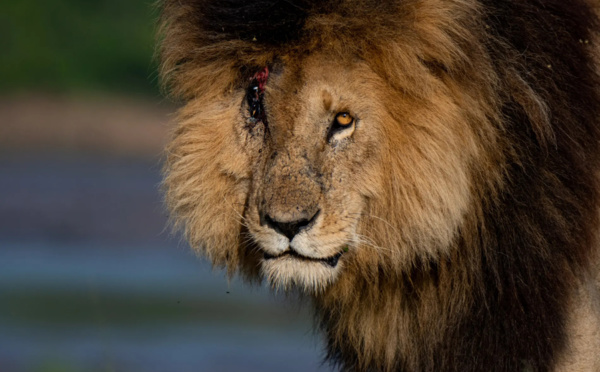  « Scarface » : Le Lion le plus célèbre du monde est mort