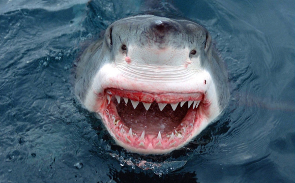 Comment font les requins pour dormir ?