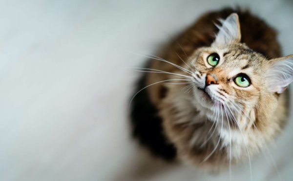 C'est prouvé : les chats reconnaissent leurs noms ! 