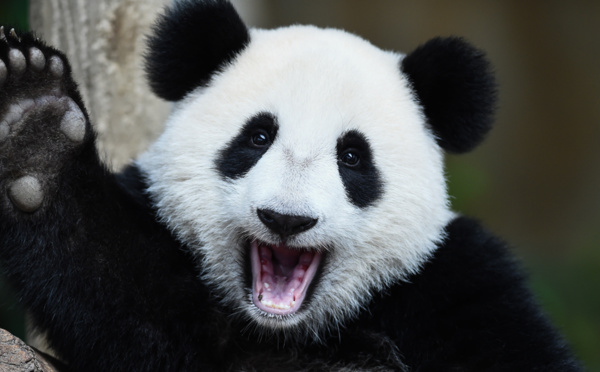 Le panda n'est plus considéré comme animal sauvage selon la Chine