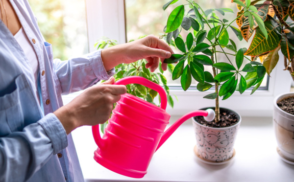 Voici comment conserver vos plantes pendant les vacances