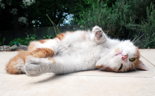 6 photos qui prouvent que les chats peuvent dormir n'importe où !
