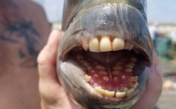 Un étrange poisson au dents humaines pêché aux Etats-Unis 