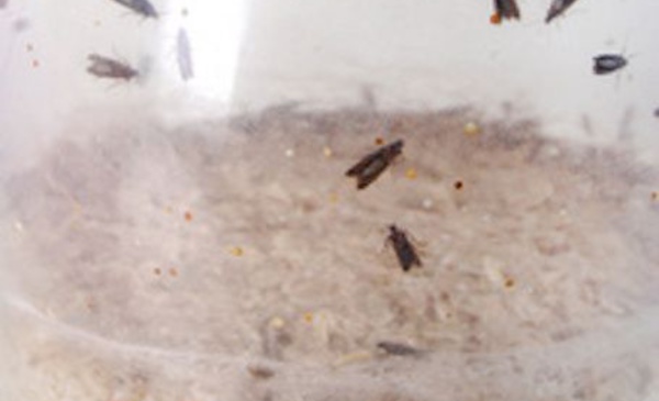 Comment se débarrasser des insectes et mites alimentaires ?