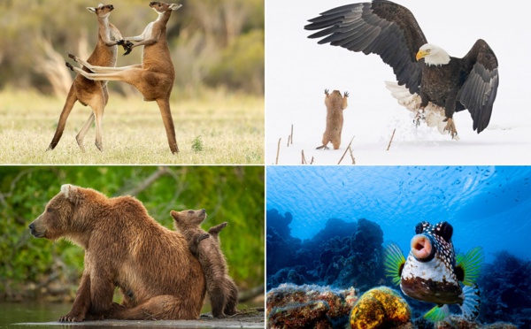 Comedy Wildlife 2021 : Voici les photos d'animaux les plus drôles de l'année