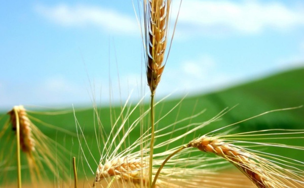 Produits alimentaires : Net renchérissement des cours mondiaux