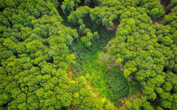 Facebook interdit la vente de la forêt amazonienne sur sa marketplace