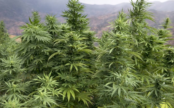 Une agence pour le Cannabis