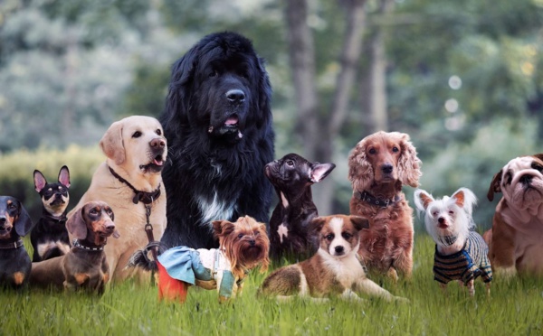 Des faits que vous ignorez sur les chiens 