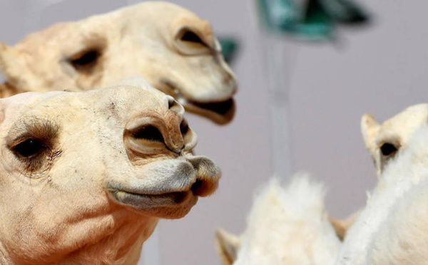 Arabie Saoudite : 40 chameaux botoxés exclus d’un concours de beauté
