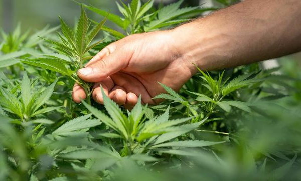 Selon une étude, le Cannabis pourrait protéger contre le Covid-19