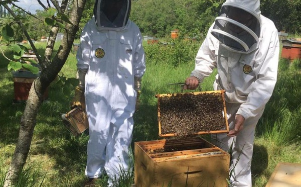 Face à la disparition des abeilles qui ne faiblit pas, le gouvernement met le paquet