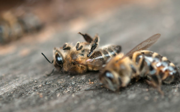 ONSSA : L’hypothèse d’une quelconque maladie des abeilles écartée