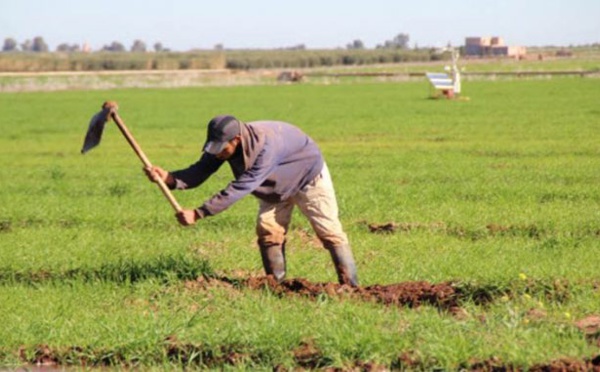 Sécheresse : Comment seront répartis les 10  milliards de dirhams de soutien à l'agriculture