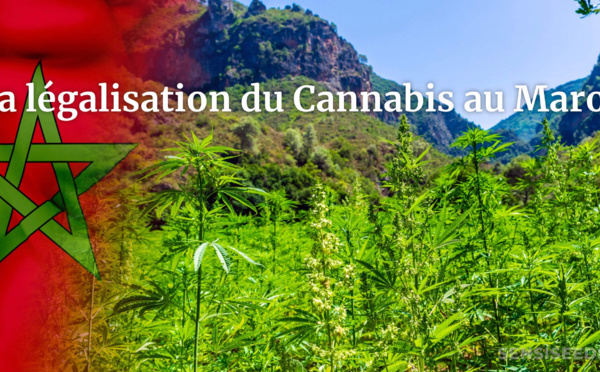 Teaser : la légalisation du Cannabis, spéciale "LDM" avec Lezli Engelking