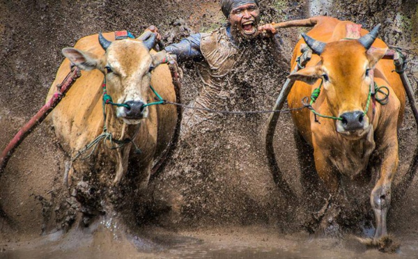 Le Pacu Jawi : Un sport pour qui promouvoit le taureau indonésien