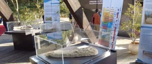 Rabat : Cérémonie pour présenter un fossile de crâne de crocodile rapatrié au Maroc